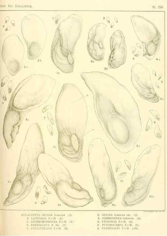 Reproducción/Reproduction 32120821537: A critical revision of the genus Eucalyptus,. Sydney,Gullick,1903-33.. 