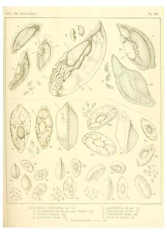 Reproducción/Reproduction 40097726003: A critical revision of the genus Eucalyptus,. Sydney,Gullick,1903-33.. 