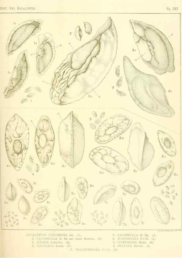 Reproducción/Reproduction 40097726003: A critical revision of the genus Eucalyptus,. Sydney,Gullick,1903-33.. 