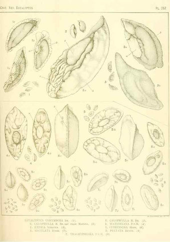 Reproducción/Reproduction 40097726003: A critical revision of the genus Eucalyptus,. Sydney,Gullick,1903-33.. 