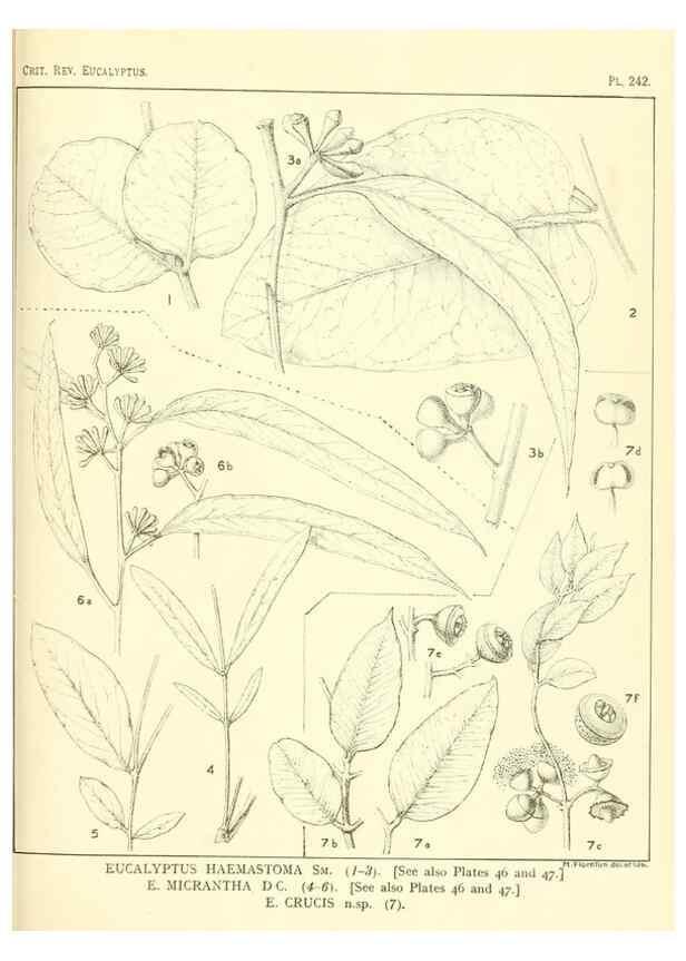Reproducción/Reproduction 47010279272: A critical revision of the genus Eucalyptus,. Sydney,Gullick,1903-33.. 