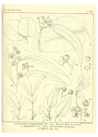 Reproducción/Reproduction 47010279272: A critical revision of the genus Eucalyptus,. Sydney,Gullick,1903-33.. 