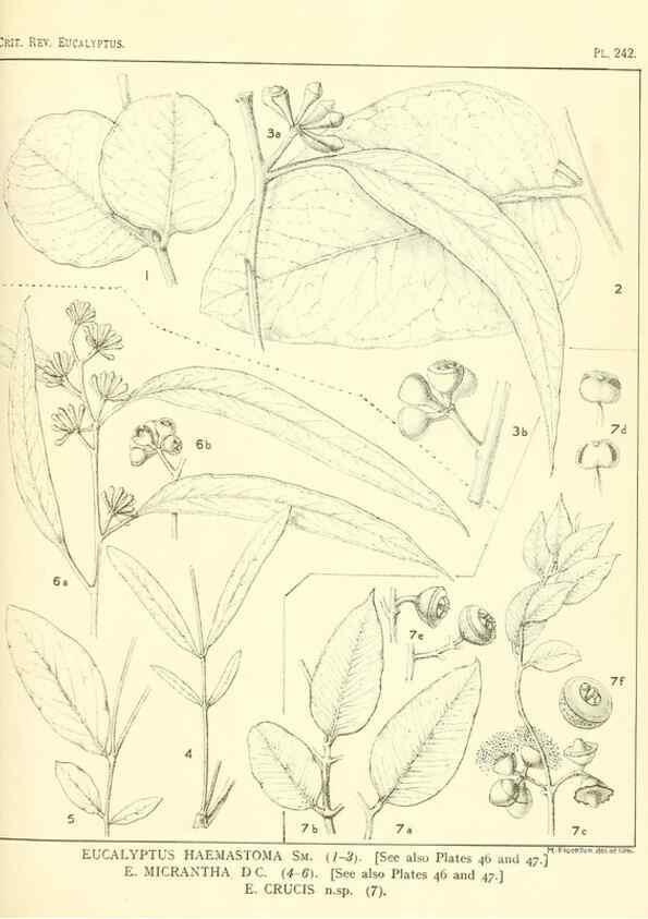 Reproducción/Reproduction 47010279272: A critical revision of the genus Eucalyptus,. Sydney,Gullick,1903-33.. 