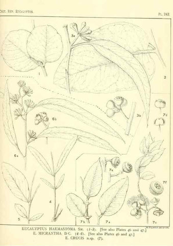 Reproducción/Reproduction 47010279272: A critical revision of the genus Eucalyptus,. Sydney,Gullick,1903-33.. 