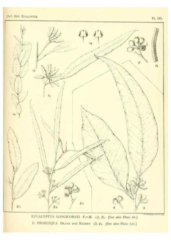 Reproducción/Reproduction 47010278732: A critical revision of the genus Eucalyptus,. Sydney,Gullick,1903-33.. 