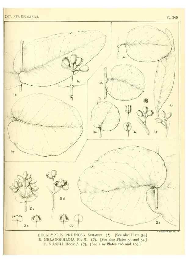 Reproducción/Reproduction 33187363408: A critical revision of the genus Eucalyptus,. Sydney,Gullick,1903-33.. 