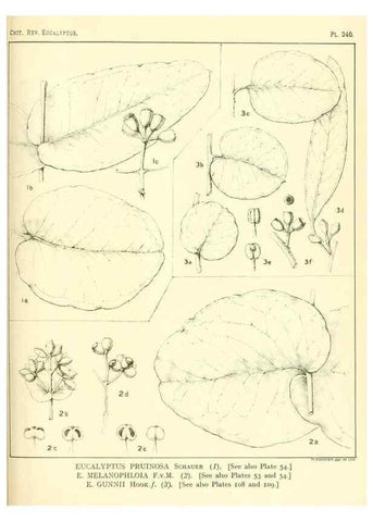 Reproducción/Reproduction 33187363408: A critical revision of the genus Eucalyptus,. Sydney,Gullick,1903-33.. 