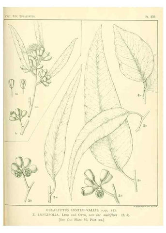 Reproducción/Reproduction 46338629764: A critical revision of the genus Eucalyptus,. Sydney,Gullick,1903-33.. 