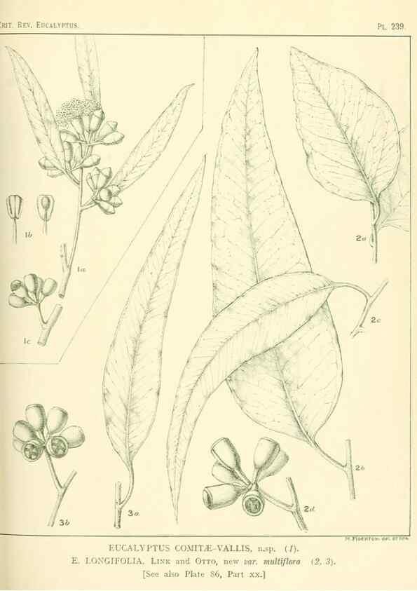 Reproducción/Reproduction 46338629764: A critical revision of the genus Eucalyptus,. Sydney,Gullick,1903-33.. 