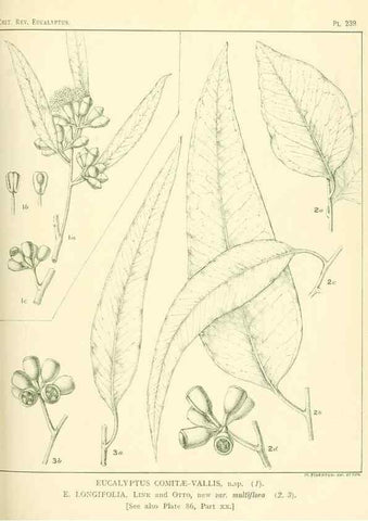 Reproducción/Reproduction 46338629764: A critical revision of the genus Eucalyptus,. Sydney,Gullick,1903-33.. 
