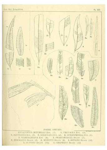 Reproducción/Reproduction 40097655763: A critical revision of the genus Eucalyptus,. Sydney,Gullick,1903-33.. 