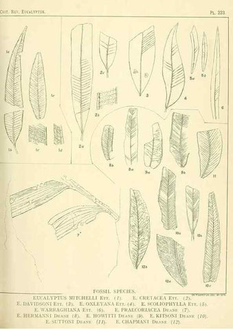 Reproducción/Reproduction 40097655763: A critical revision of the genus Eucalyptus,. Sydney,Gullick,1903-33.. 