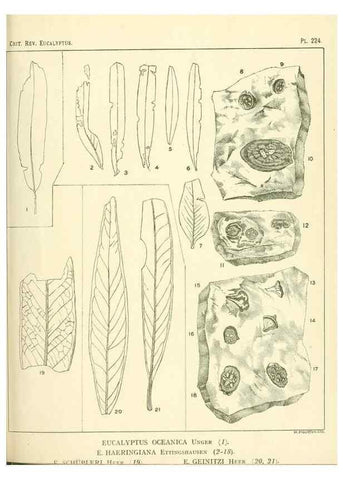 Reproducción/Reproduction 32120762157: A critical revision of the genus Eucalyptus,. Sydney,Gullick,1903-33.. 