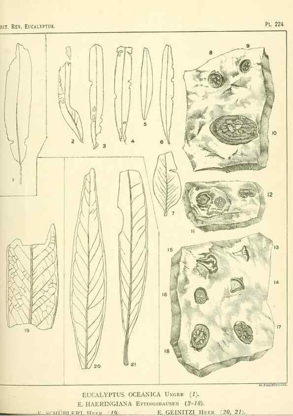 Reproducción/Reproduction 32120762157: A critical revision of the genus Eucalyptus,. Sydney,Gullick,1903-33.. 