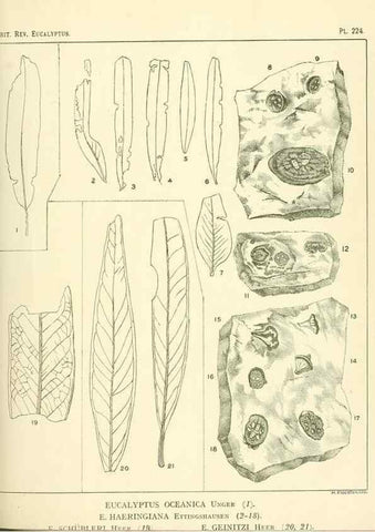 Reproducción/Reproduction 32120762157: A critical revision of the genus Eucalyptus,. Sydney,Gullick,1903-33.. 