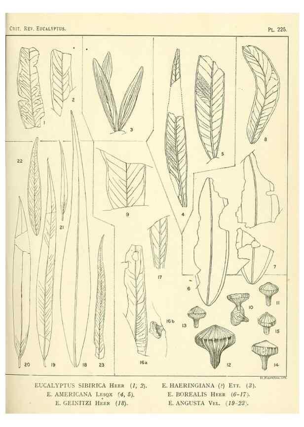 Reproducción/Reproduction 40097657373: A critical revision of the genus Eucalyptus,. Sydney,Gullick,1903-33.. 