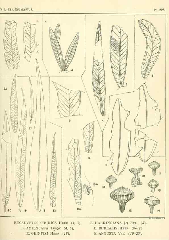 Reproducción/Reproduction 40097657373: A critical revision of the genus Eucalyptus,. Sydney,Gullick,1903-33.. 