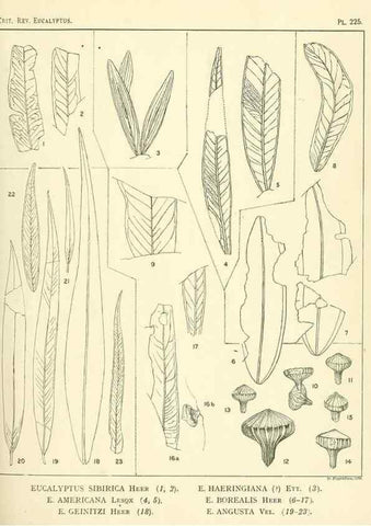 Reproducción/Reproduction 40097657373: A critical revision of the genus Eucalyptus,. Sydney,Gullick,1903-33.. 
