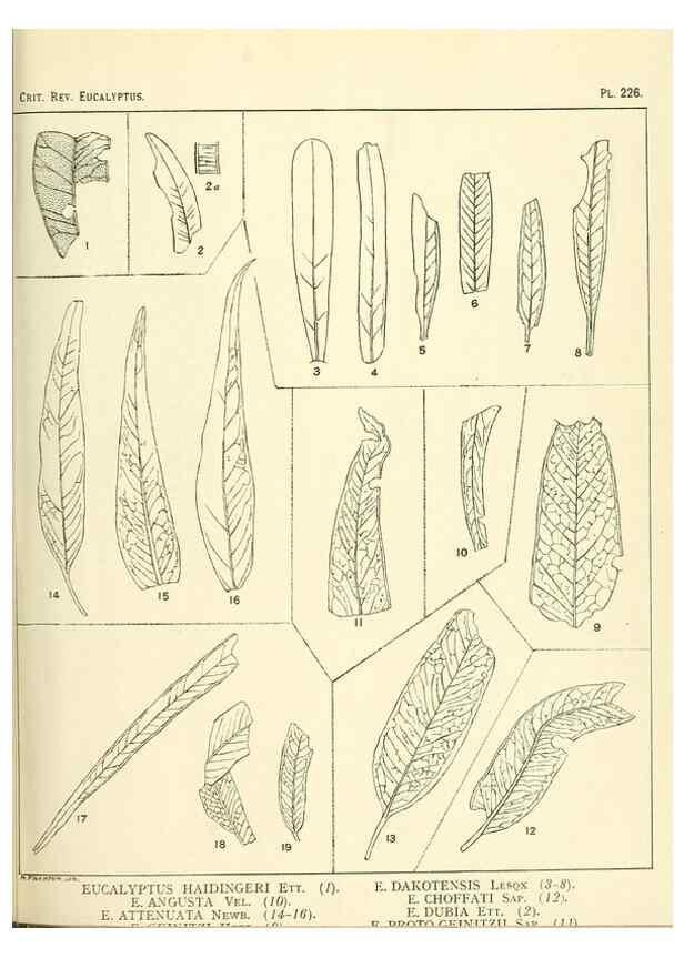 Reproducción/Reproduction 33187348938: A critical revision of the genus Eucalyptus,. Sydney,Gullick,1903-33.. 