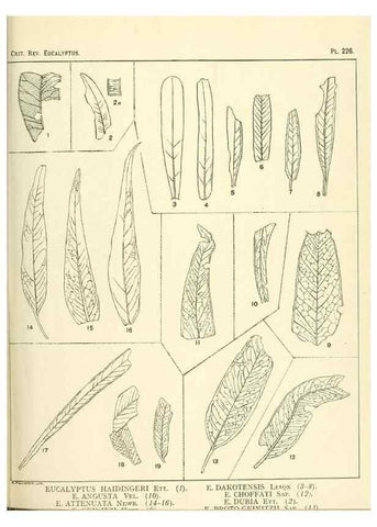 Reproducción/Reproduction 33187348938: A critical revision of the genus Eucalyptus,. Sydney,Gullick,1903-33.. 
