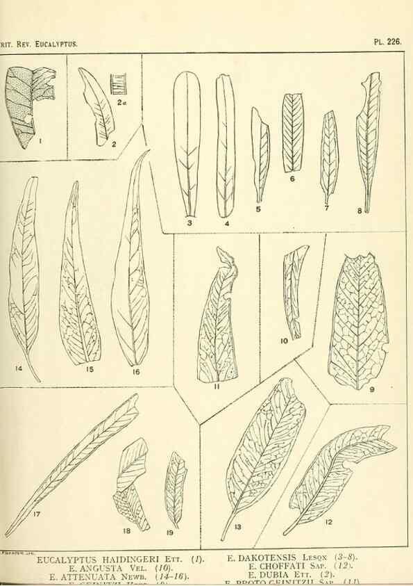 Reproducción/Reproduction 33187348938: A critical revision of the genus Eucalyptus,. Sydney,Gullick,1903-33.. 