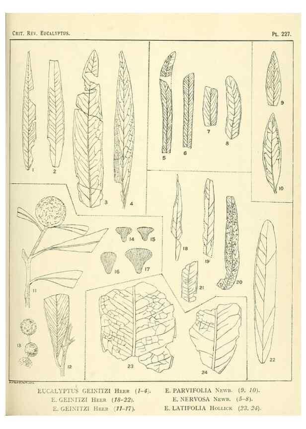 Reproducción/Reproduction 47062571761: A critical revision of the genus Eucalyptus,. Sydney,Gullick,1903-33.. 