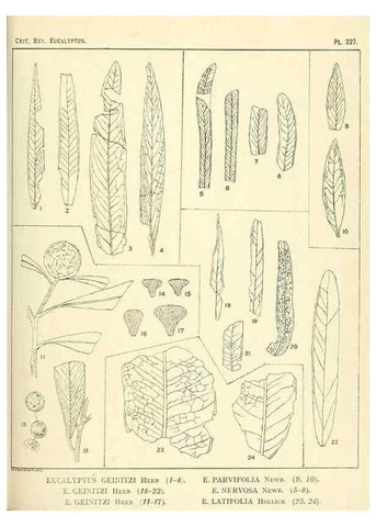 Reproducción/Reproduction 47062571761: A critical revision of the genus Eucalyptus,. Sydney,Gullick,1903-33.. 