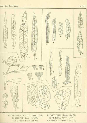 Reproducción/Reproduction 47062571761: A critical revision of the genus Eucalyptus,. Sydney,Gullick,1903-33.. 