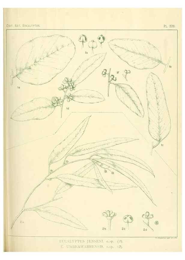Reproducción/Reproduction 32120766557: A critical revision of the genus Eucalyptus,. Sydney,Gullick,1903-33.. 