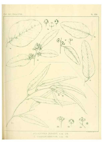 Reproducción/Reproduction 32120766557: A critical revision of the genus Eucalyptus,. Sydney,Gullick,1903-33.. 