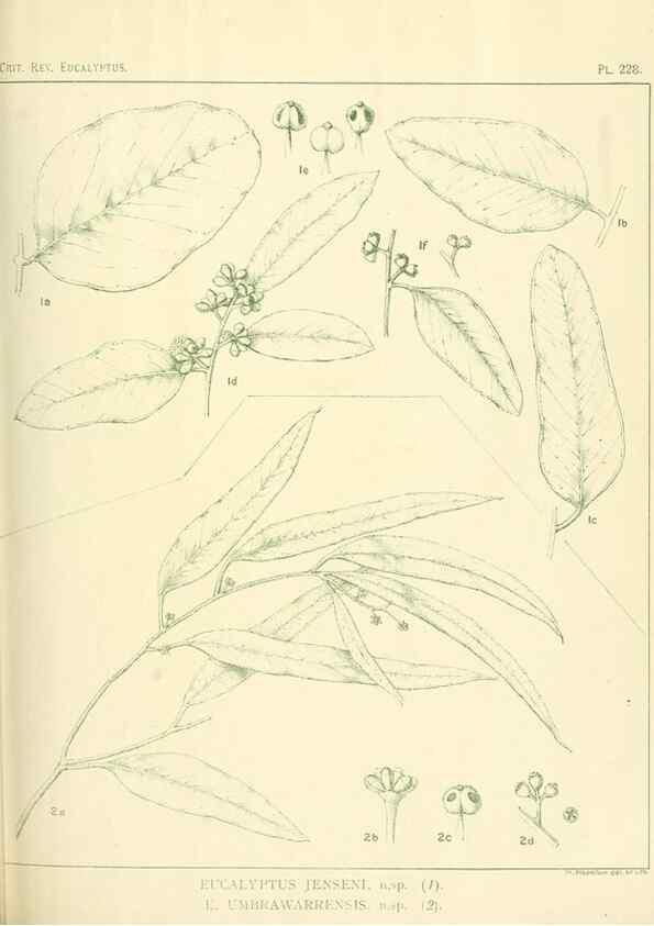 Reproducción/Reproduction 32120766557: A critical revision of the genus Eucalyptus,. Sydney,Gullick,1903-33.. 