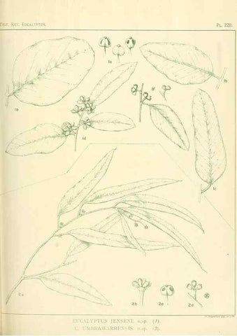 Reproducción/Reproduction 32120766557: A critical revision of the genus Eucalyptus,. Sydney,Gullick,1903-33.. 