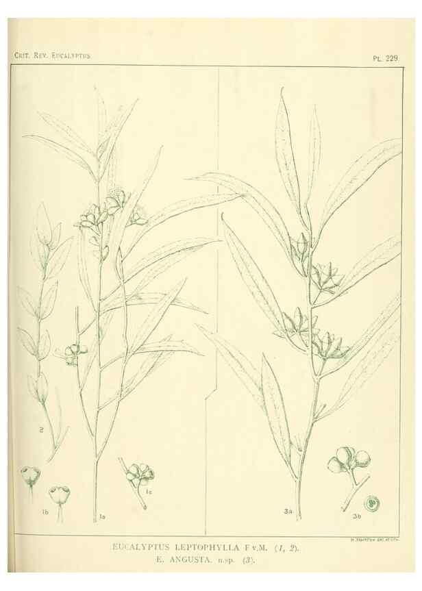 Reproducción/Reproduction 46338622794: A critical revision of the genus Eucalyptus,. Sydney,Gullick,1903-33.. 