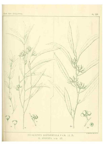 Reproducción/Reproduction 46338622794: A critical revision of the genus Eucalyptus,. Sydney,Gullick,1903-33.. 