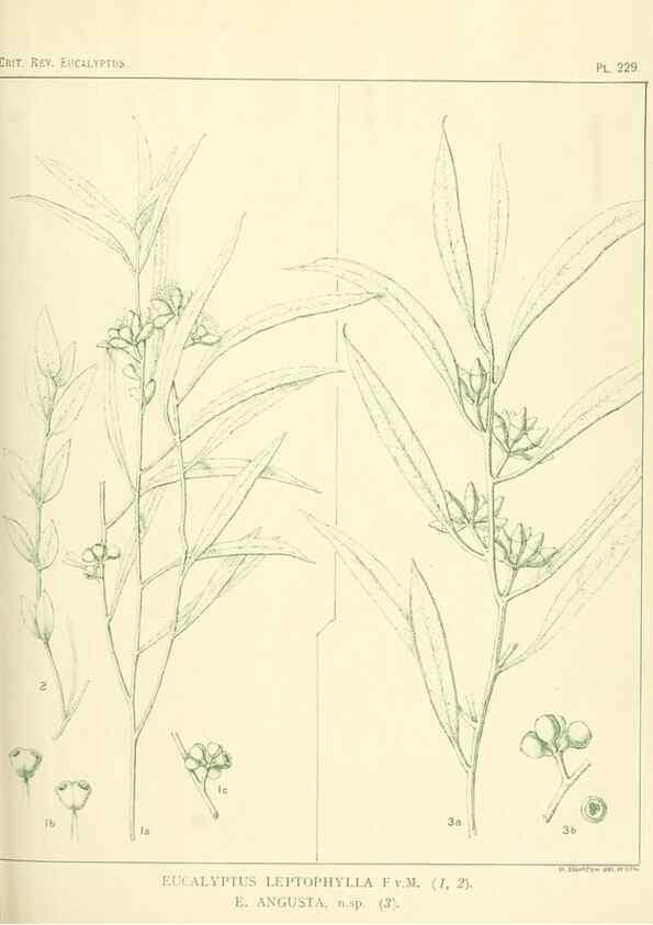 Reproducción/Reproduction 46338622794: A critical revision of the genus Eucalyptus,. Sydney,Gullick,1903-33.. 