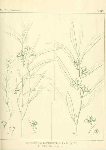 Reproducción/Reproduction 46338622794: A critical revision of the genus Eucalyptus,. Sydney,Gullick,1903-33.. 