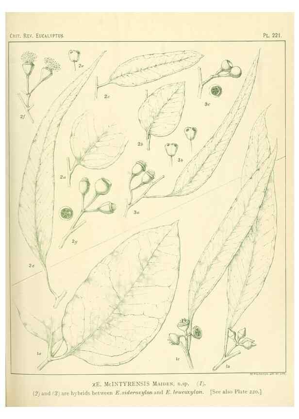 Reproducción/Reproduction 47062569111: A critical revision of the genus Eucalyptus,. Sydney,Gullick,1903-33.. 