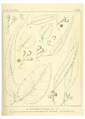 Reproducción/Reproduction 47062569111: A critical revision of the genus Eucalyptus,. Sydney,Gullick,1903-33.. 