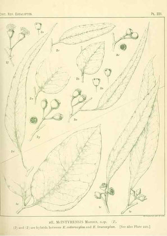 Reproducción/Reproduction 47062569111: A critical revision of the genus Eucalyptus,. Sydney,Gullick,1903-33.. 