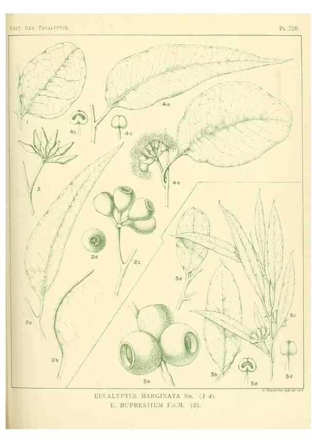 Reproducción/Reproduction 47062572401: A critical revision of the genus Eucalyptus,. Sydney,Gullick,1903-33.. 