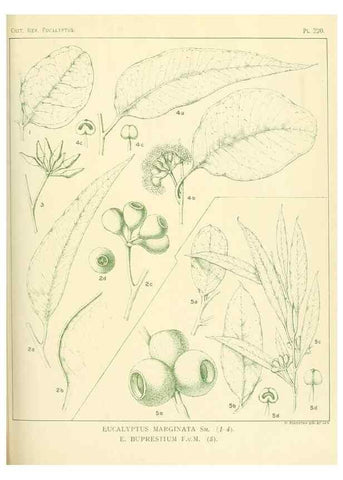 Reproducción/Reproduction 47062572401: A critical revision of the genus Eucalyptus,. Sydney,Gullick,1903-33.. 