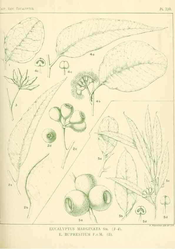 Reproducción/Reproduction 47062572401: A critical revision of the genus Eucalyptus,. Sydney,Gullick,1903-33.. 