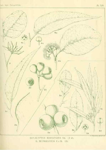 Reproducción/Reproduction 47062572401: A critical revision of the genus Eucalyptus,. Sydney,Gullick,1903-33.. 