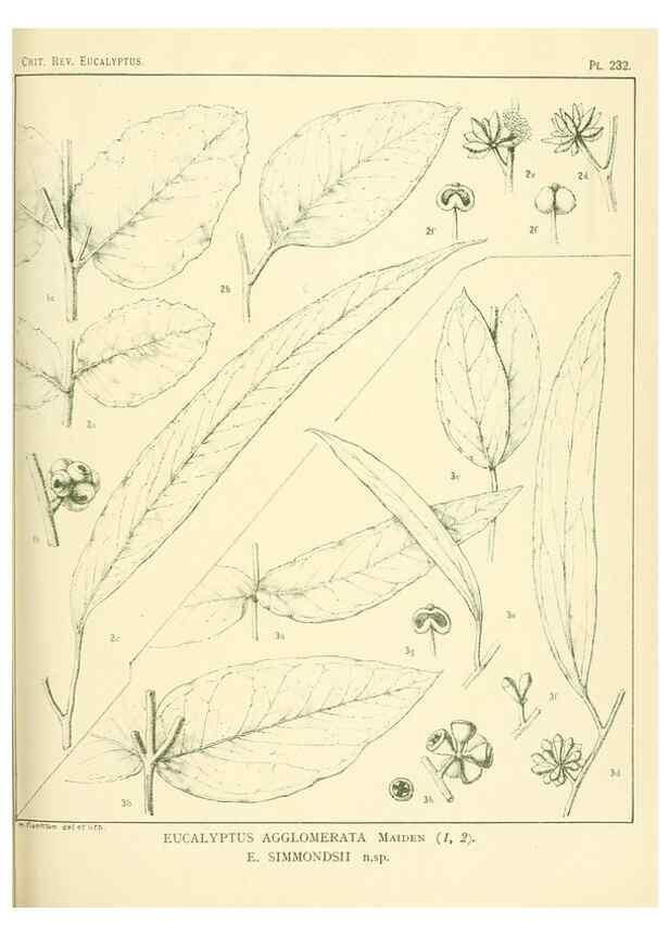 Reproducción/Reproduction 33187355658: A critical revision of the genus Eucalyptus,. Sydney,Gullick,1903-33.. 
