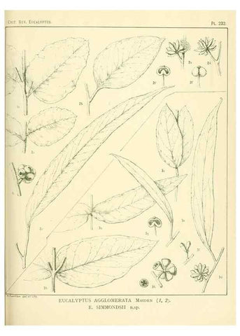 Reproducción/Reproduction 33187355658: A critical revision of the genus Eucalyptus,. Sydney,Gullick,1903-33.. 