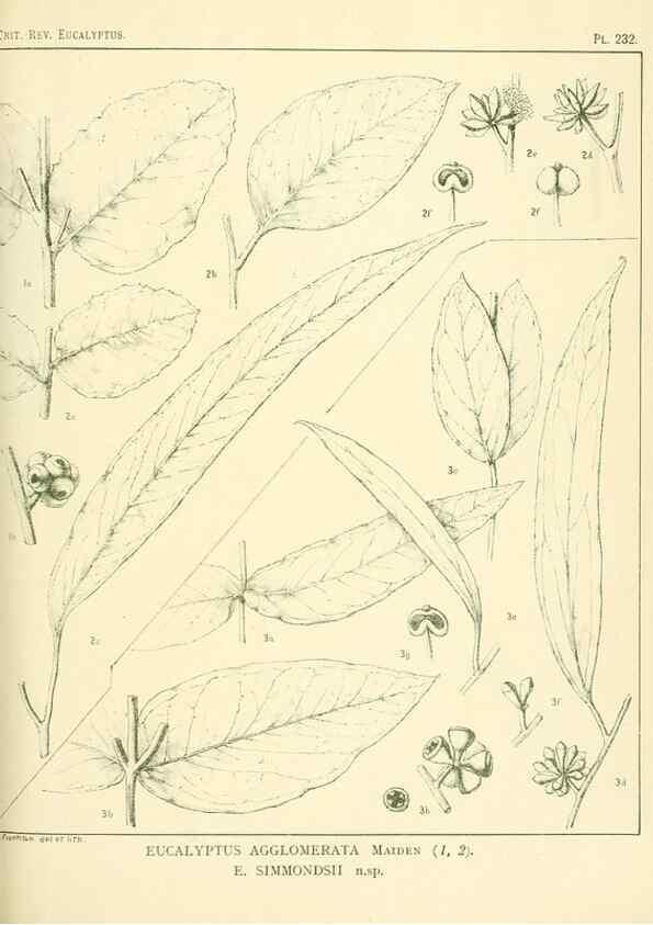 Reproducción/Reproduction 33187355658: A critical revision of the genus Eucalyptus,. Sydney,Gullick,1903-33.. 