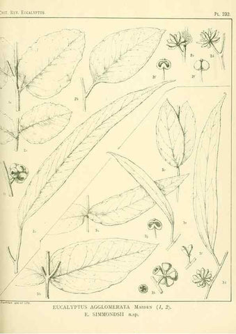 Reproducción/Reproduction 33187355658: A critical revision of the genus Eucalyptus,. Sydney,Gullick,1903-33.. 