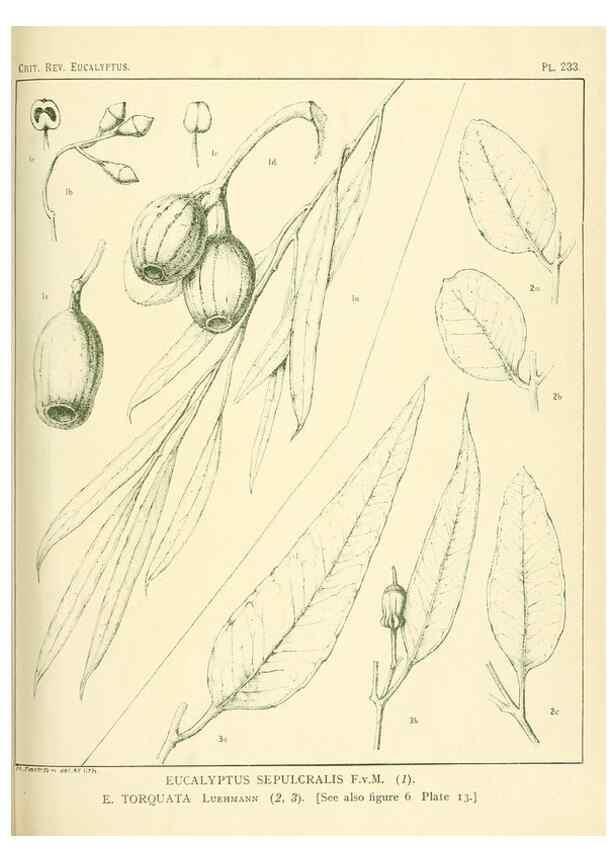 Reproducción/Reproduction 33187356568: A critical revision of the genus Eucalyptus,. Sydney,Gullick,1903-33.. 