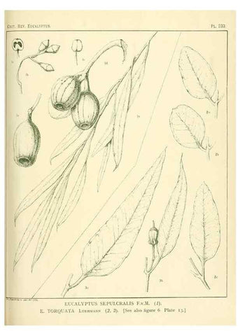 Reproducción/Reproduction 33187356568: A critical revision of the genus Eucalyptus,. Sydney,Gullick,1903-33.. 
