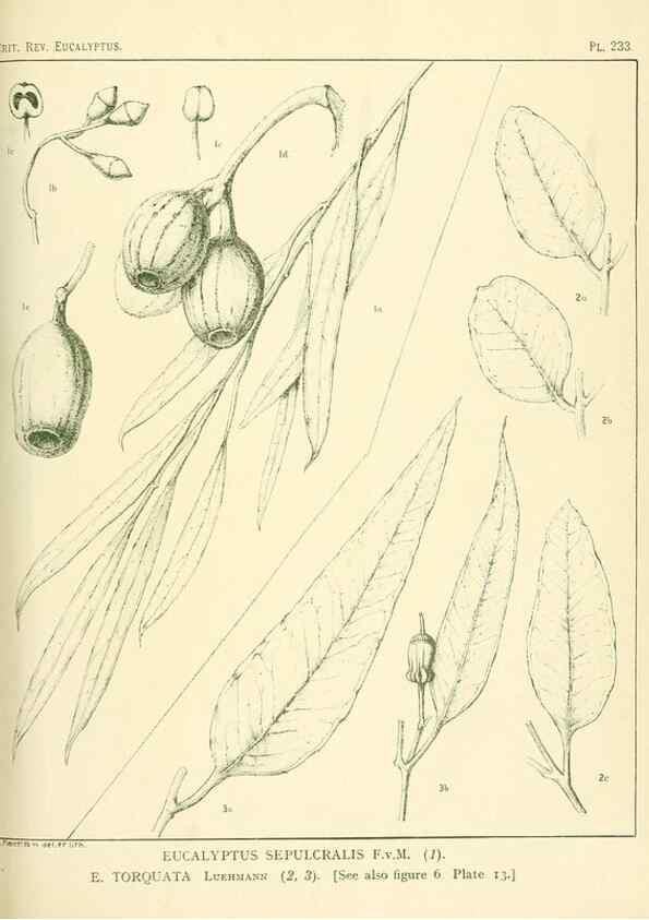 Reproducción/Reproduction 33187356568: A critical revision of the genus Eucalyptus,. Sydney,Gullick,1903-33.. 